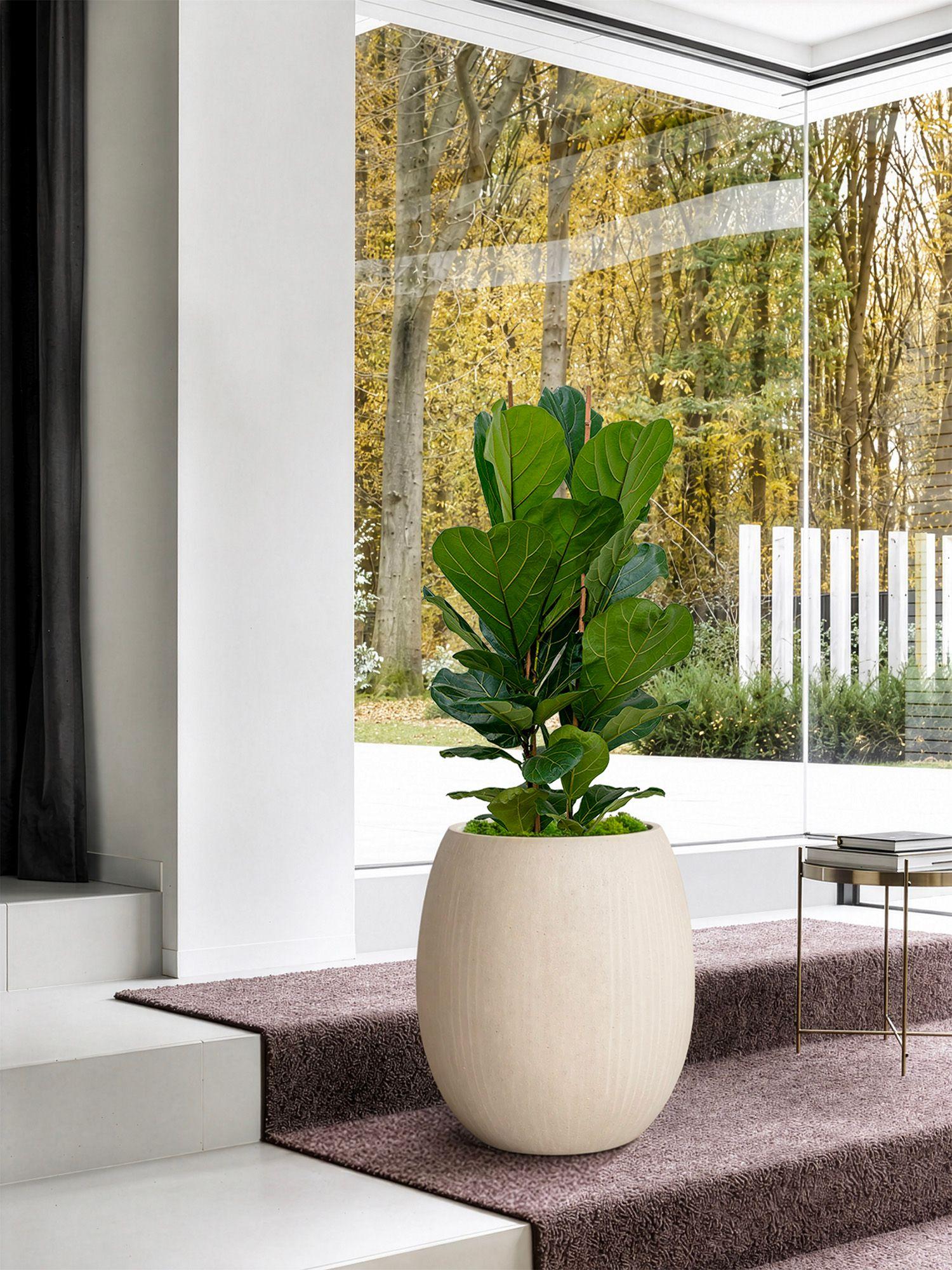 Ficus Lyrata Buisson