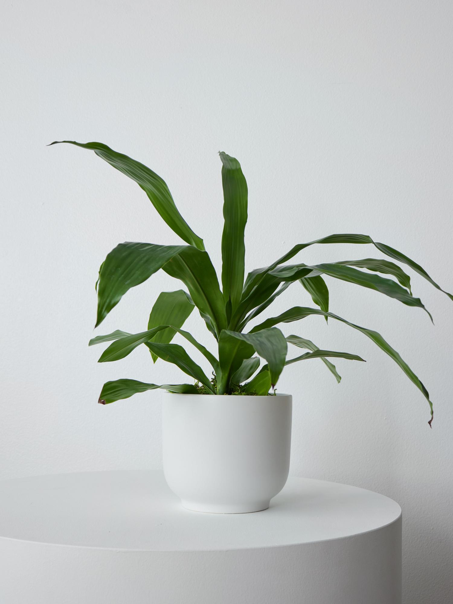 Dracaena Lisa