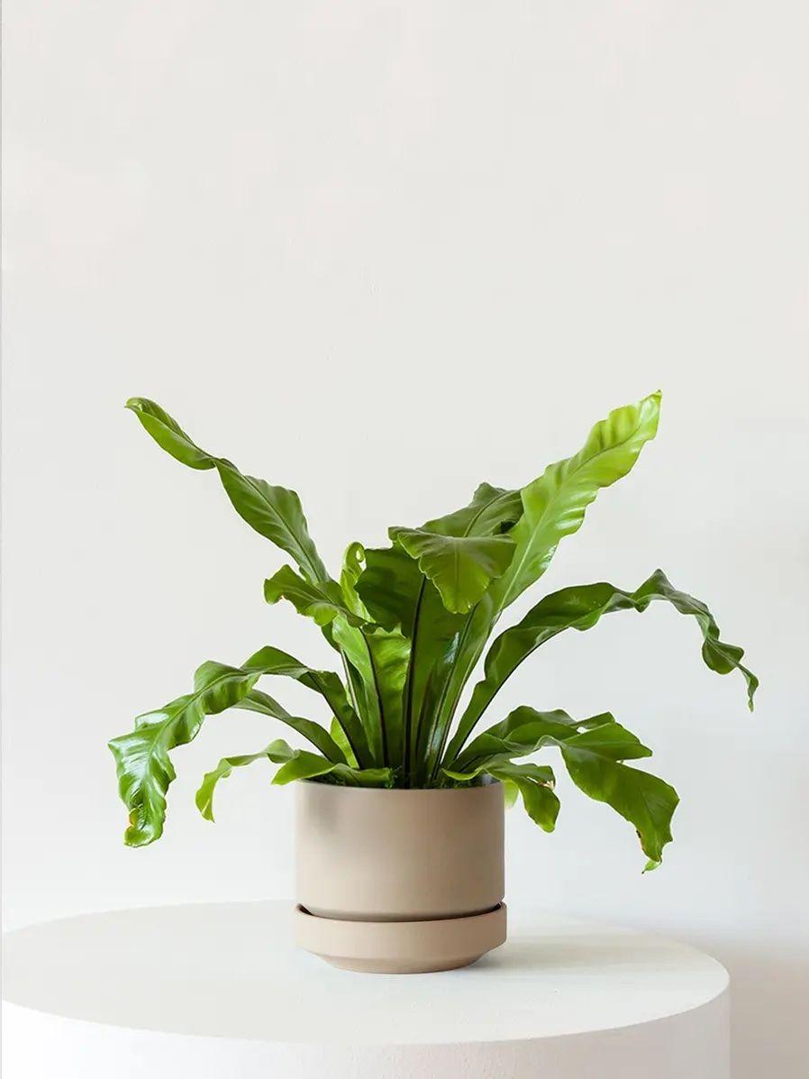 Bird's Nest Fern