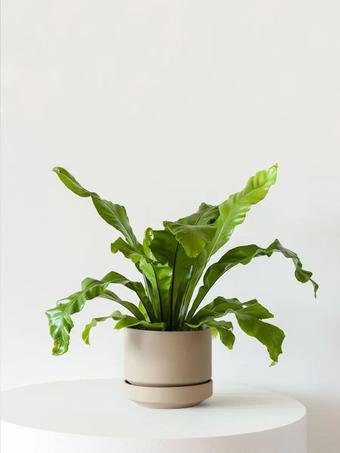 indoor plants picture