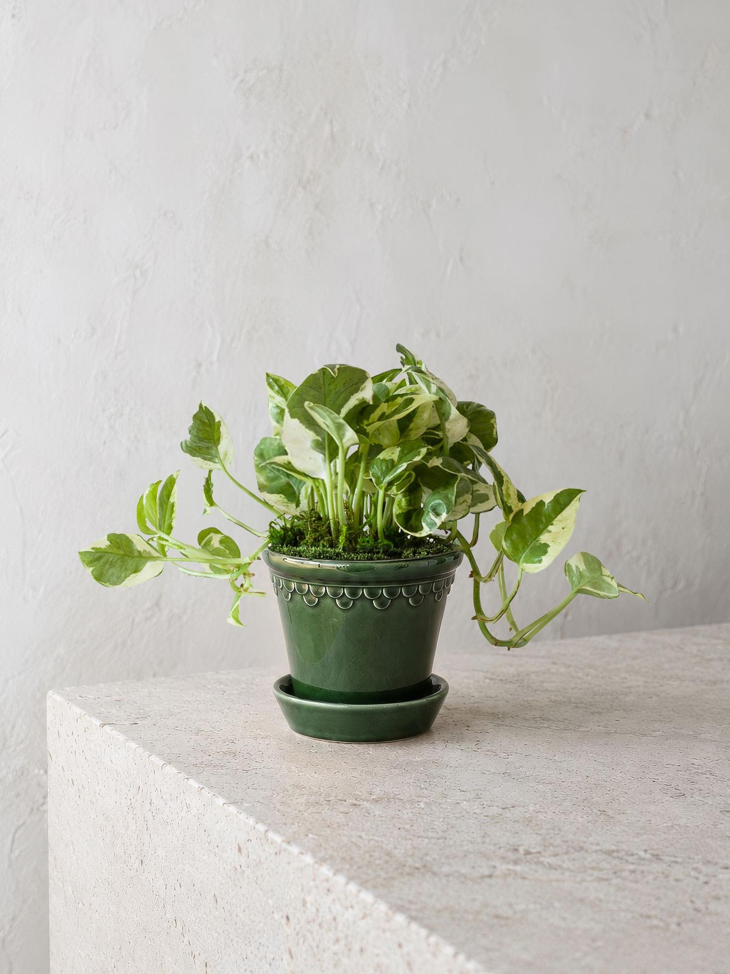 N'joy Pothos