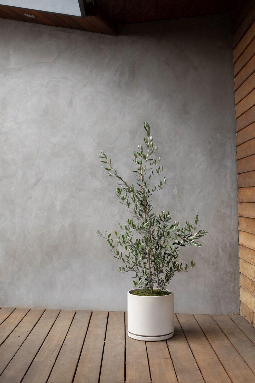 Olive Bush