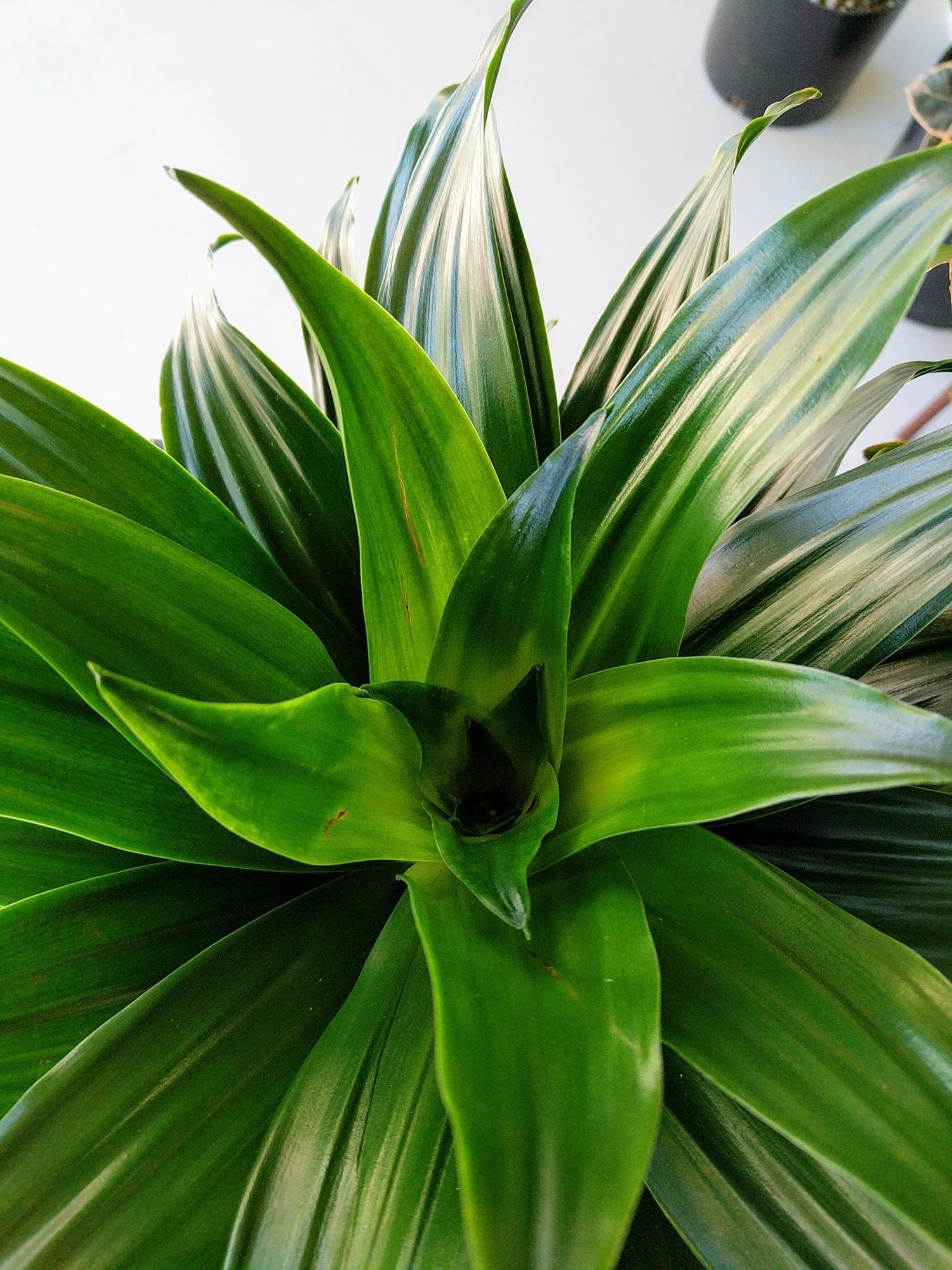 Dracaena Compacta - Nouvelle Ceramic