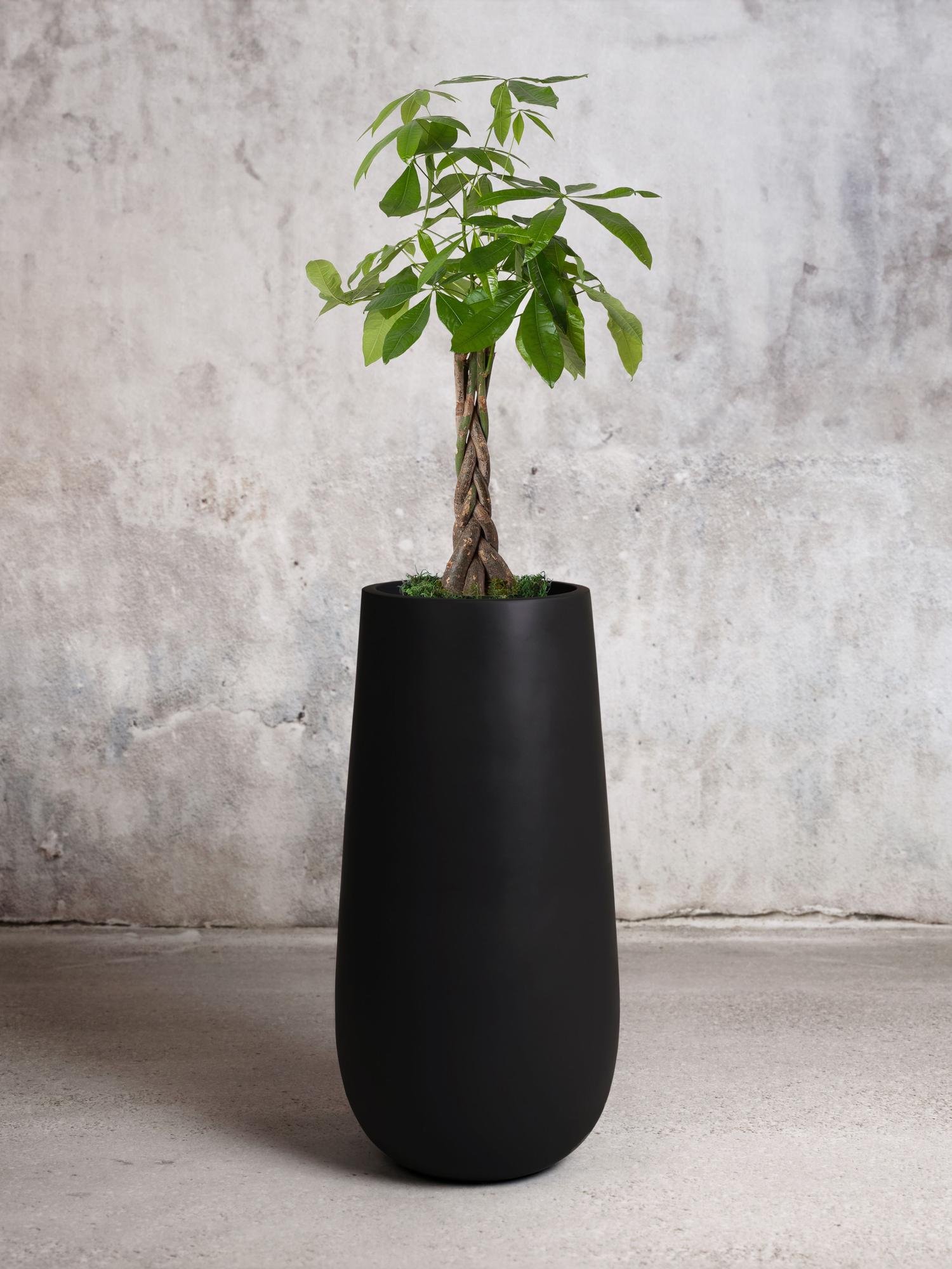 Braided Money Tree
