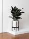 Rubber Tree