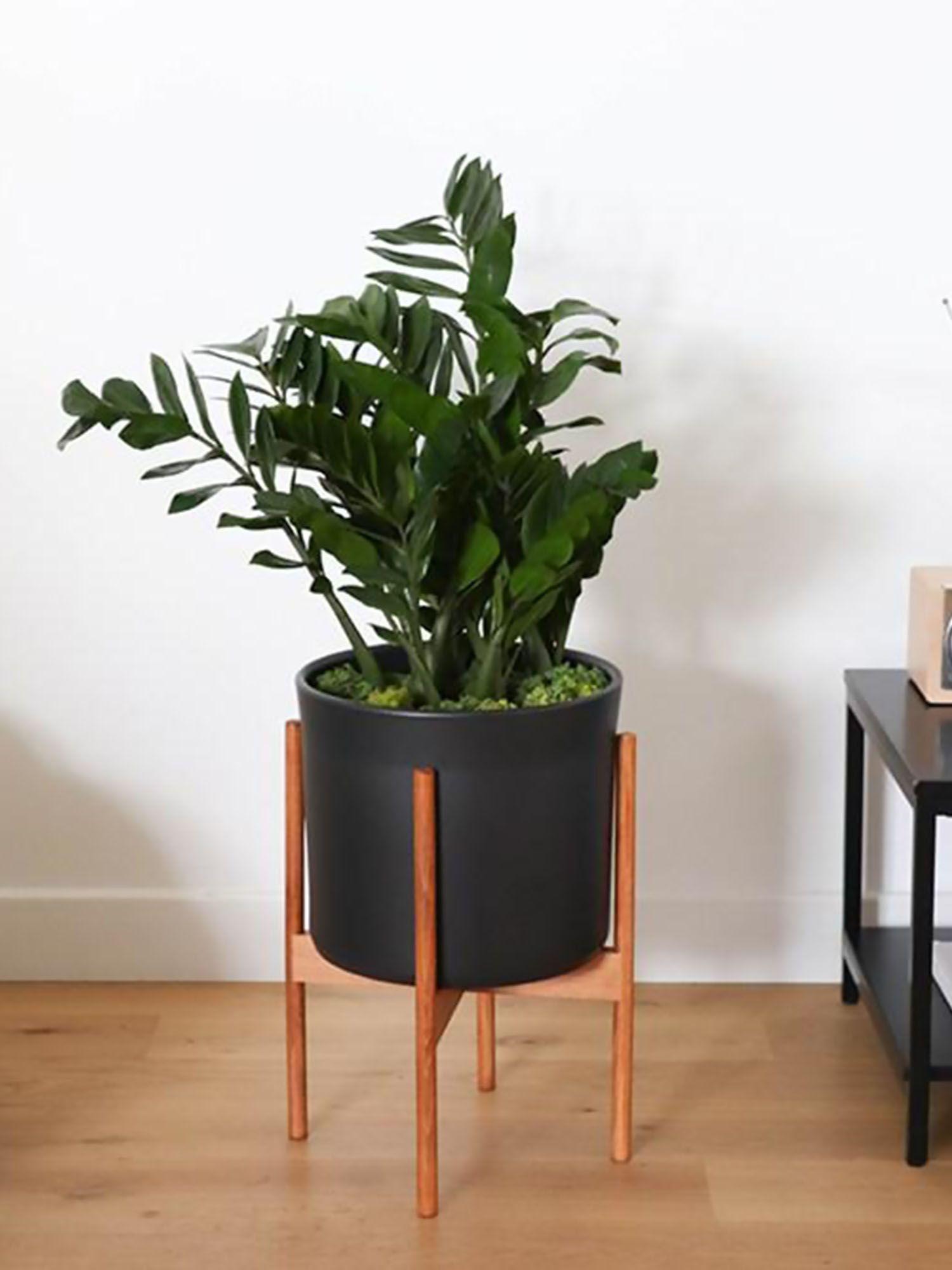 Joyau de Zanzibar - Mid-Century