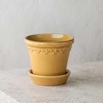 Dracaena Compacta - Marigold Copenhagen Pot