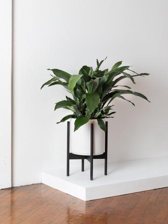 indoor plants picture