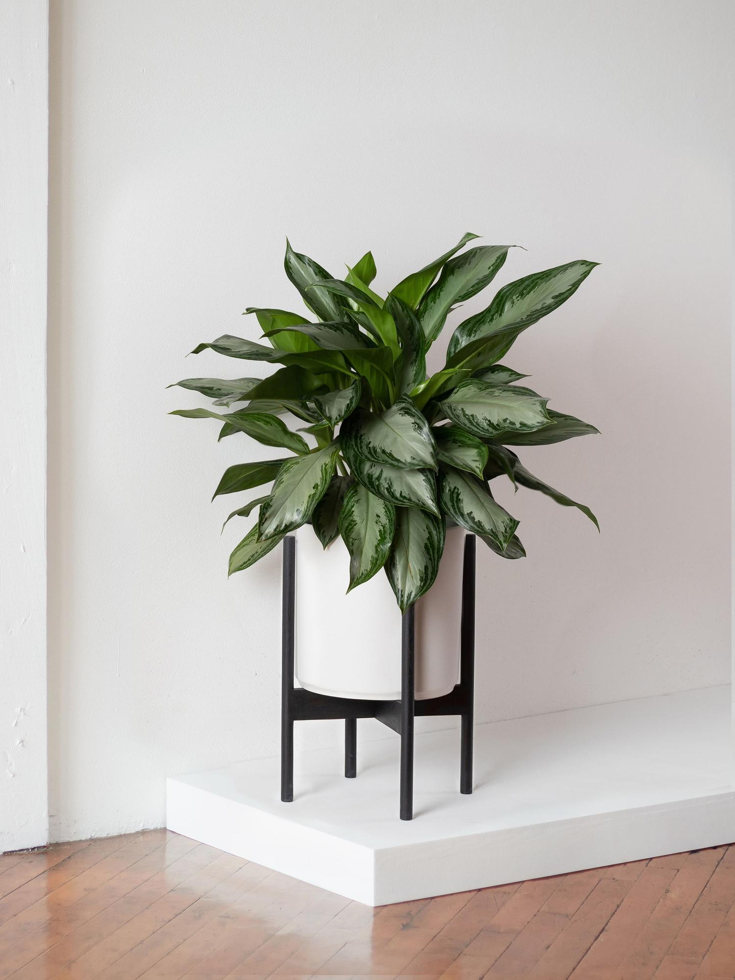 Silver Evergreen