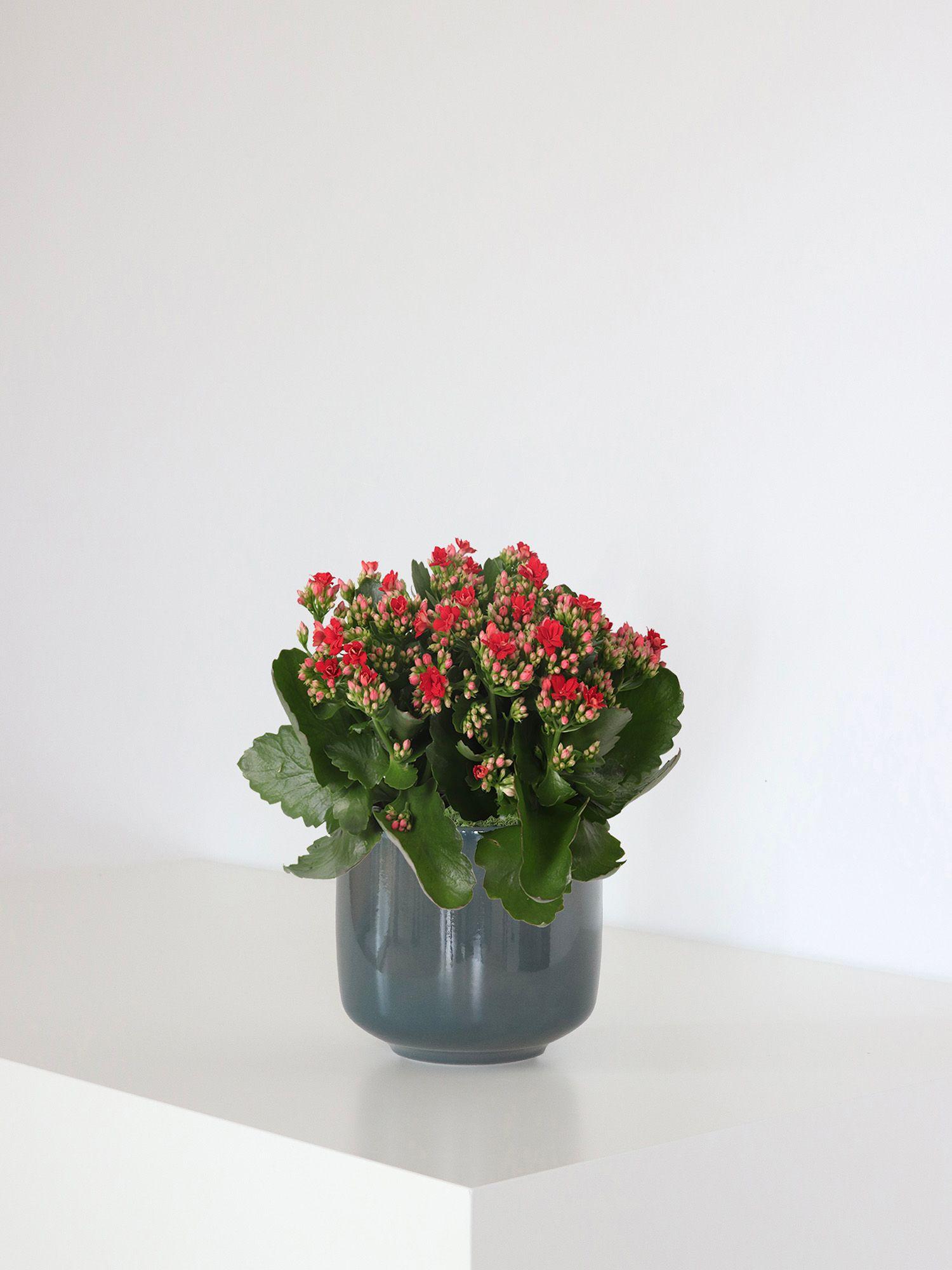 Kalanchoé Rosaline Rouge - Le 15 - Curvy bleu de paon 