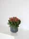 Kalanchoé Rosaline Rouge