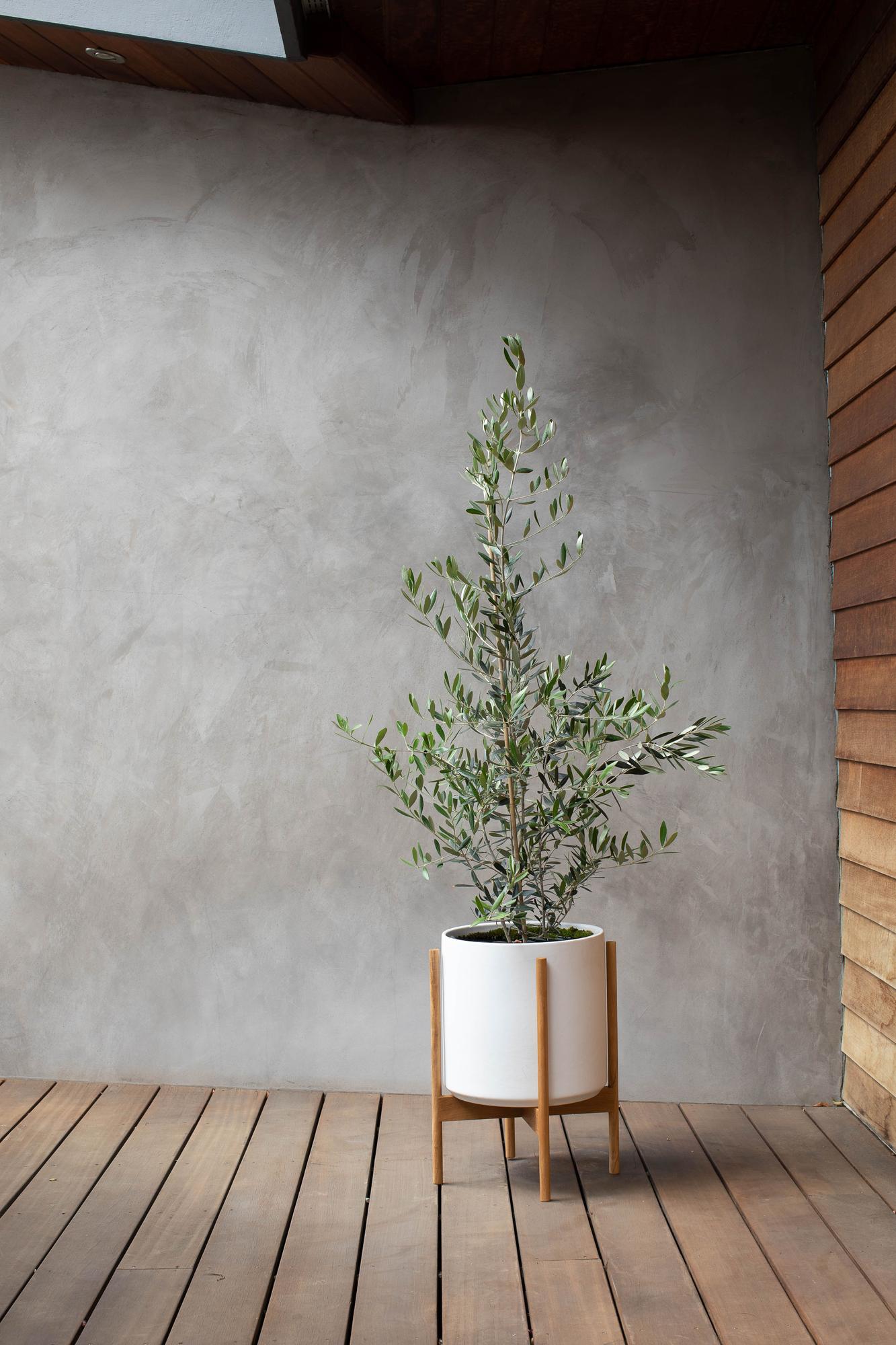 Olive Bush