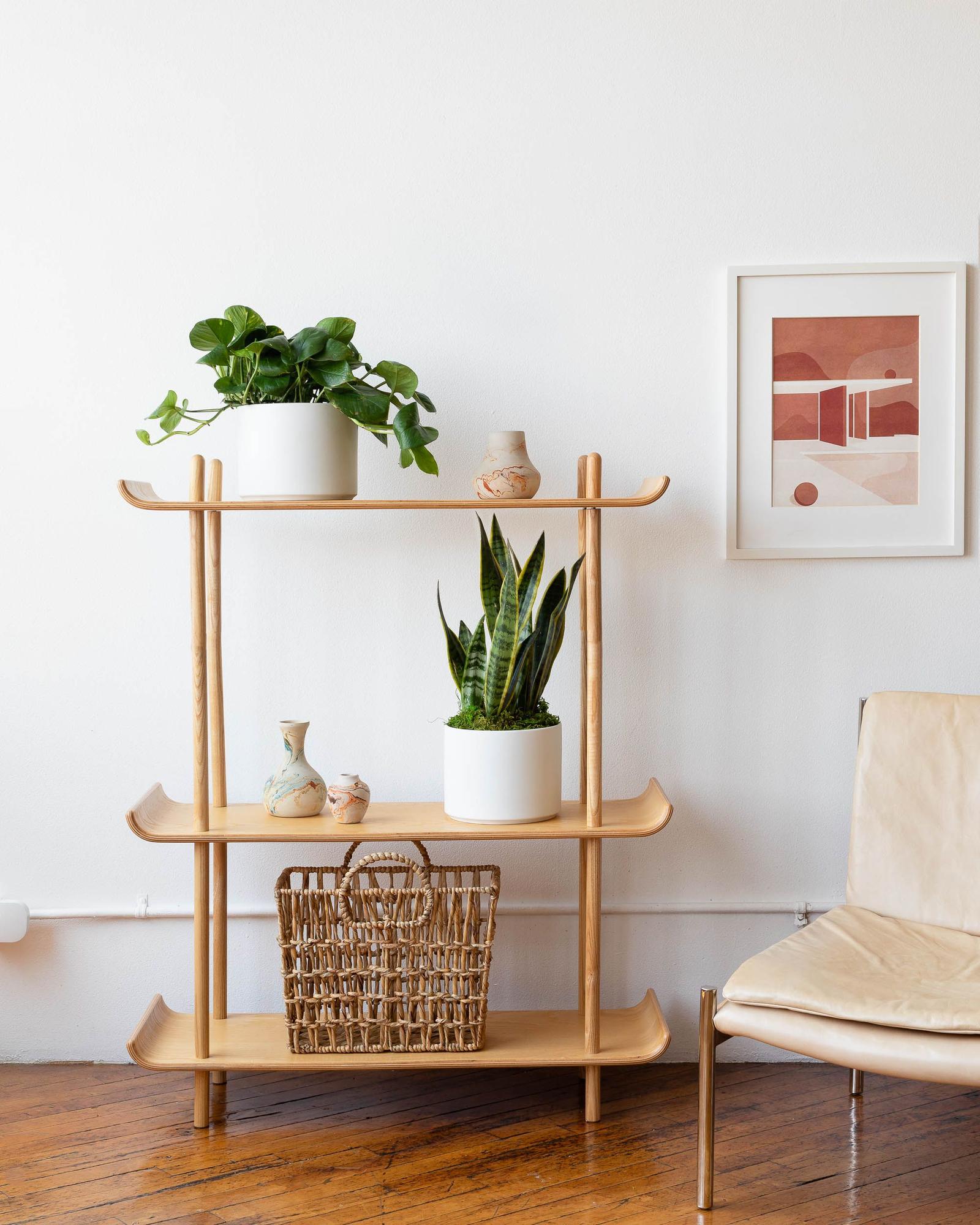 Pothos & Snake Duo