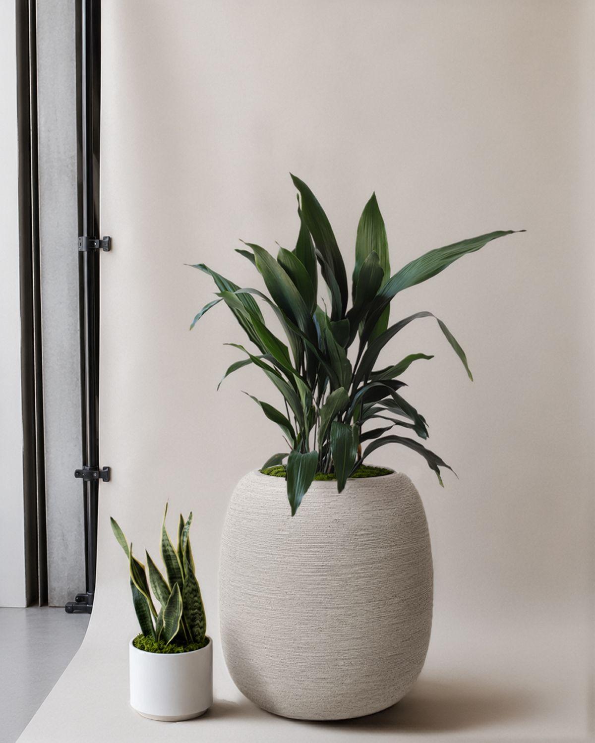 Cast Iron Plant