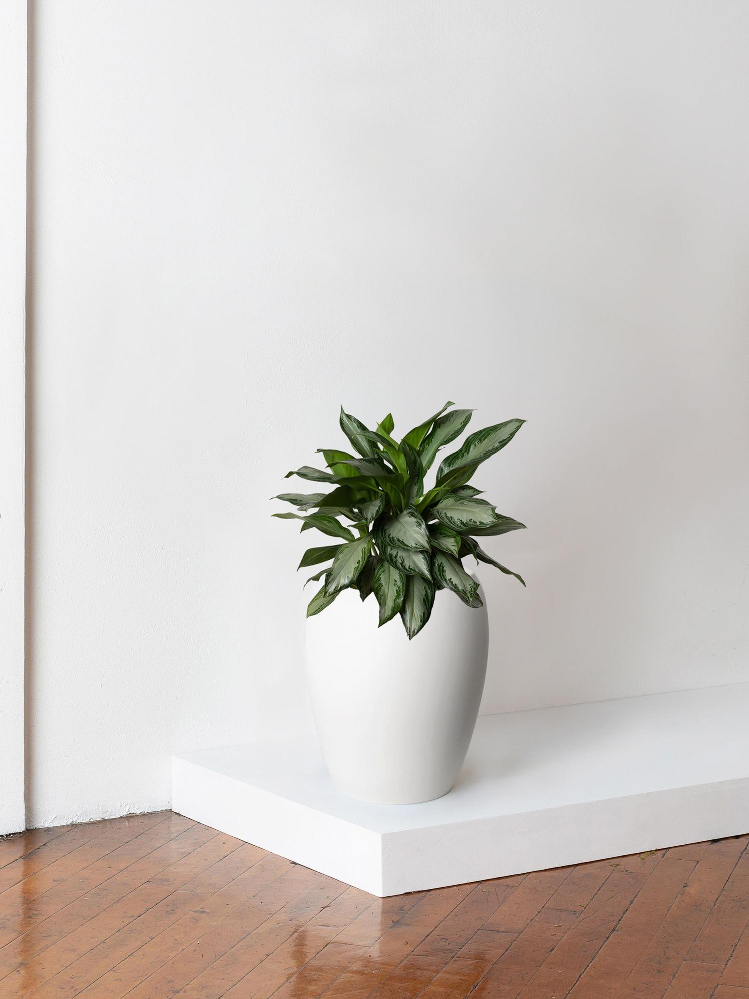 Silver Evergreen