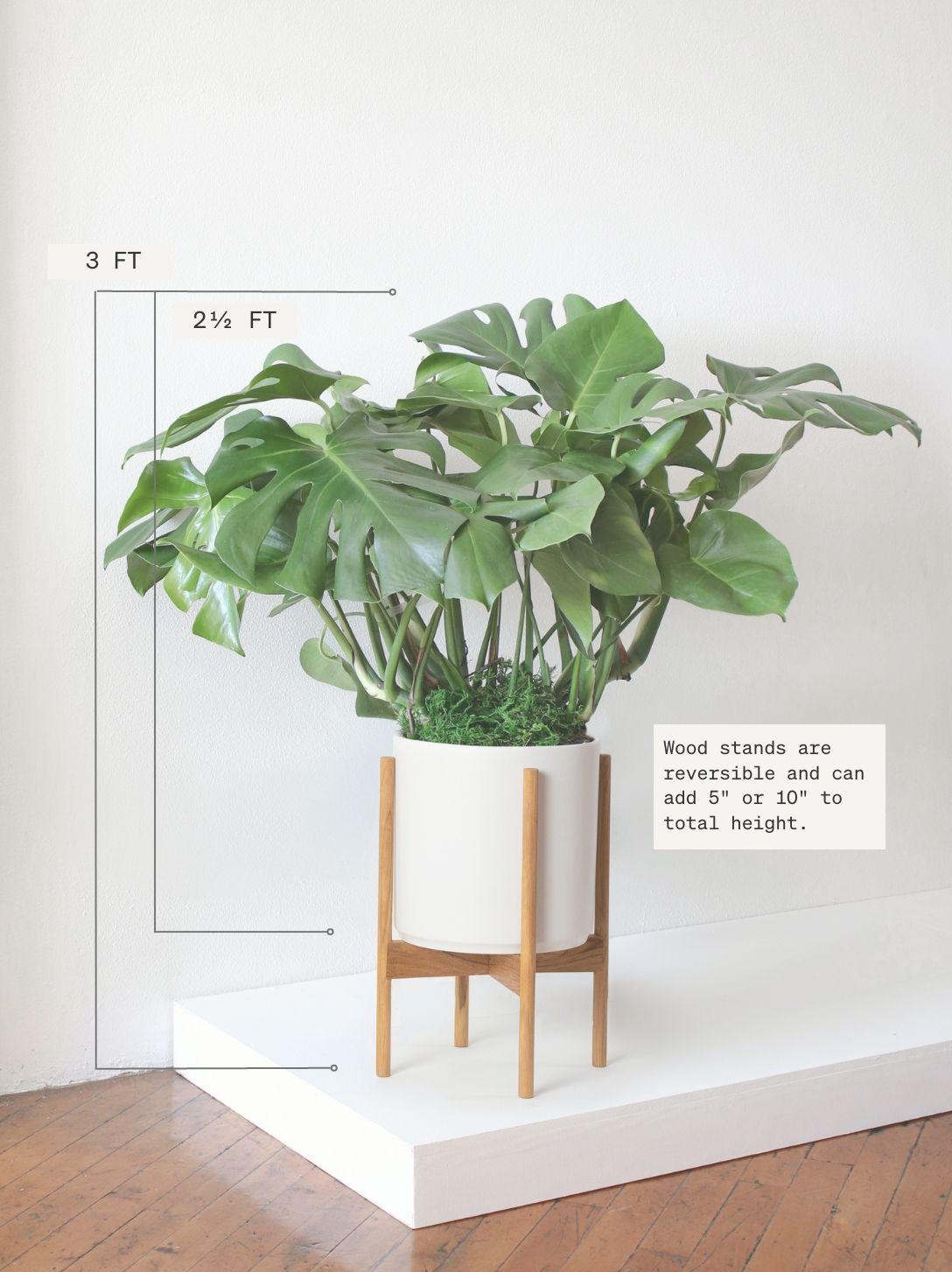 Monstera Deliciosa