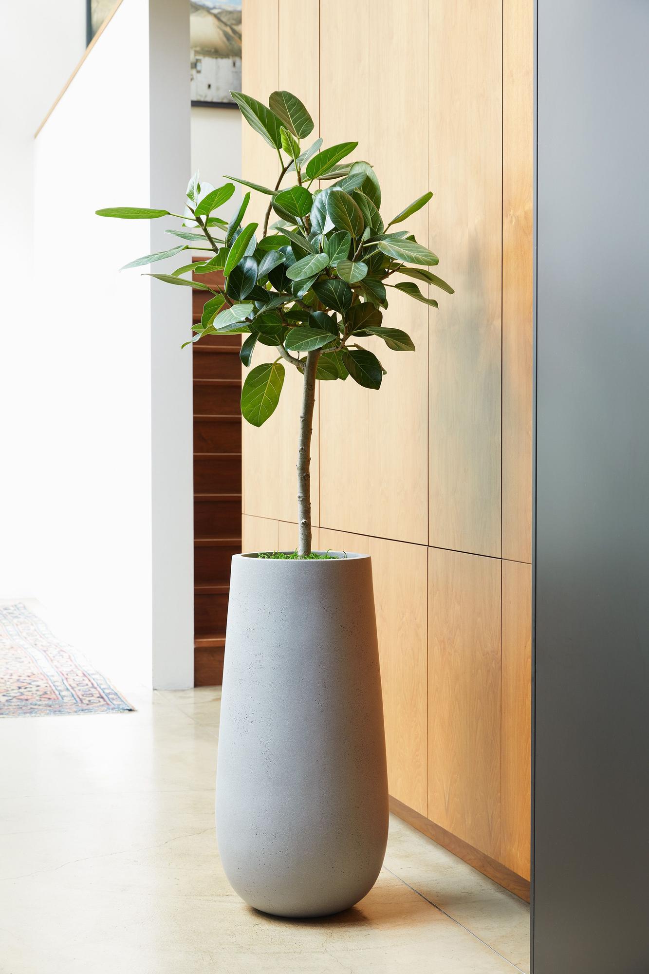 Ficus Audrey Tree