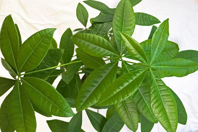 Braided Money Tree
