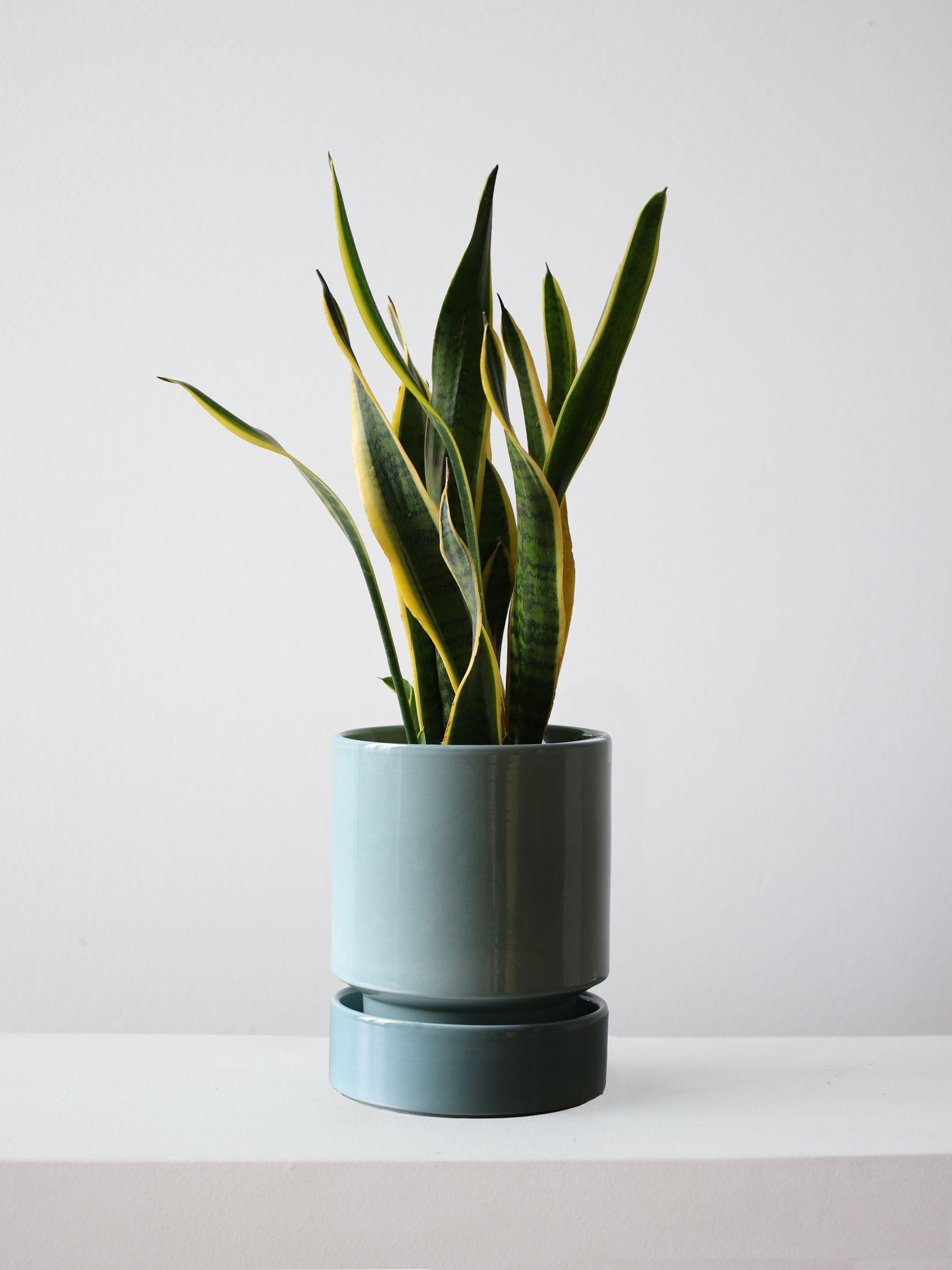 Snake Plant Laurentii - Mist With Saucer 