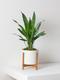 Aspidistra Elatior Milky Way