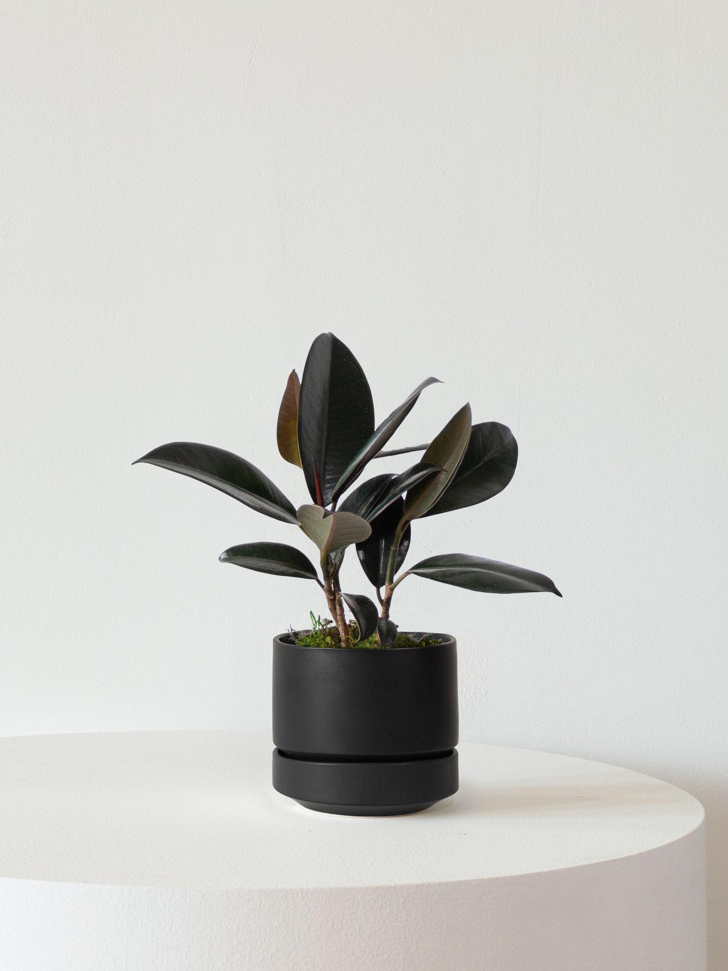 Rubber Plant