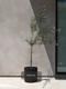 Olive Tree