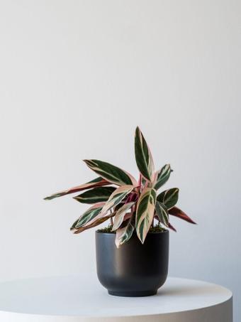 indoor plants picture
