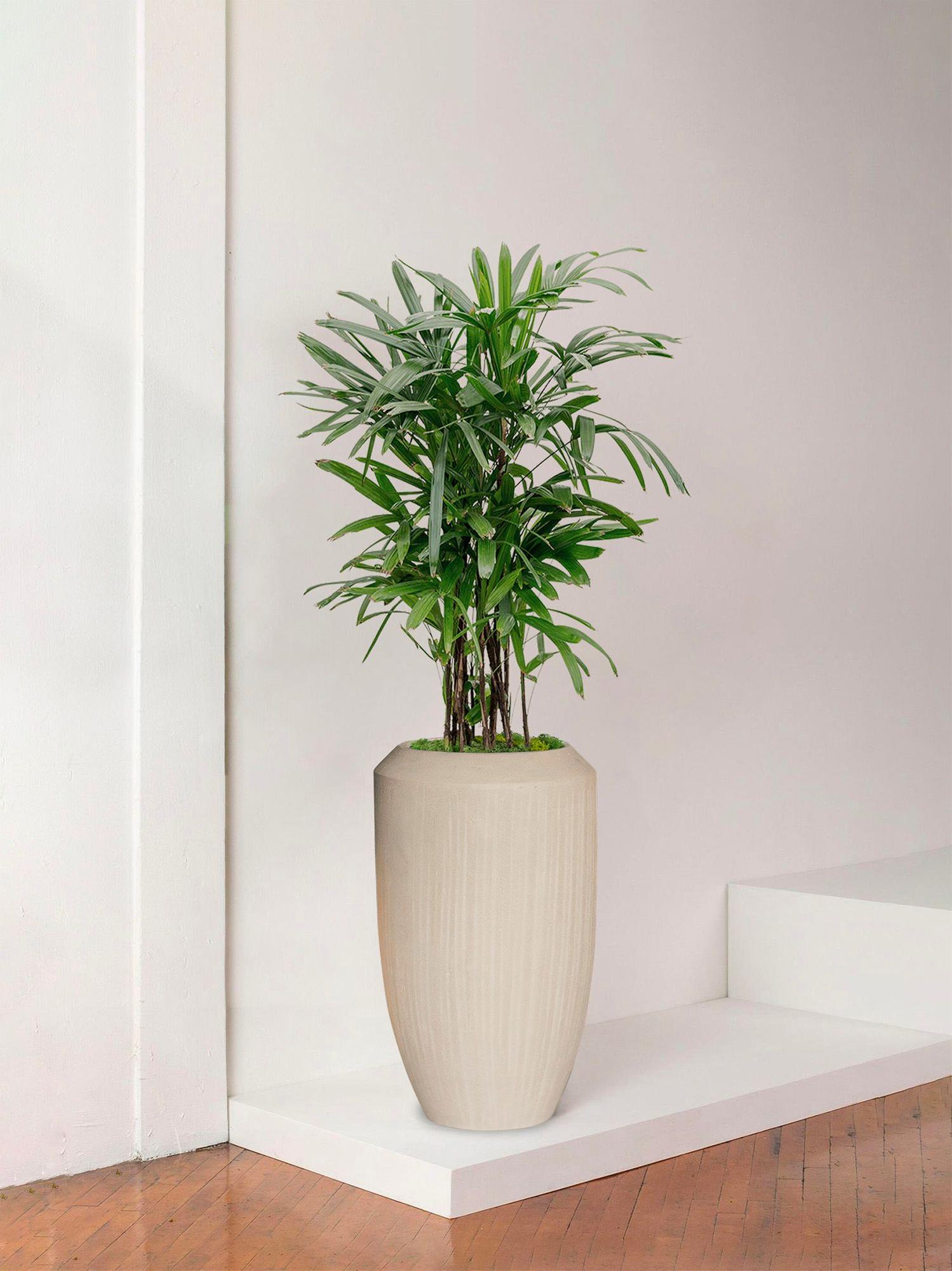 Palmier Bambou