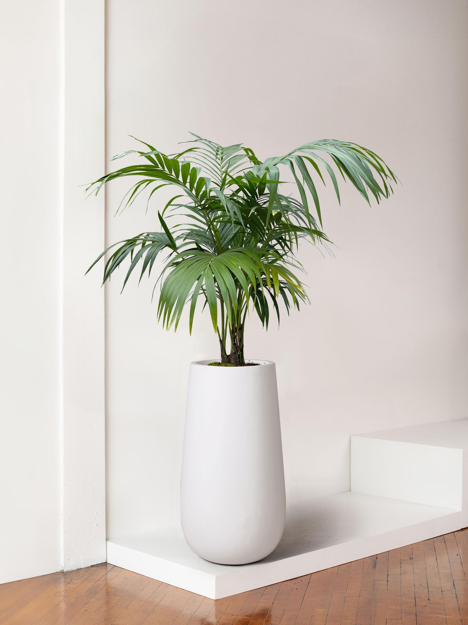 Kentia Palm