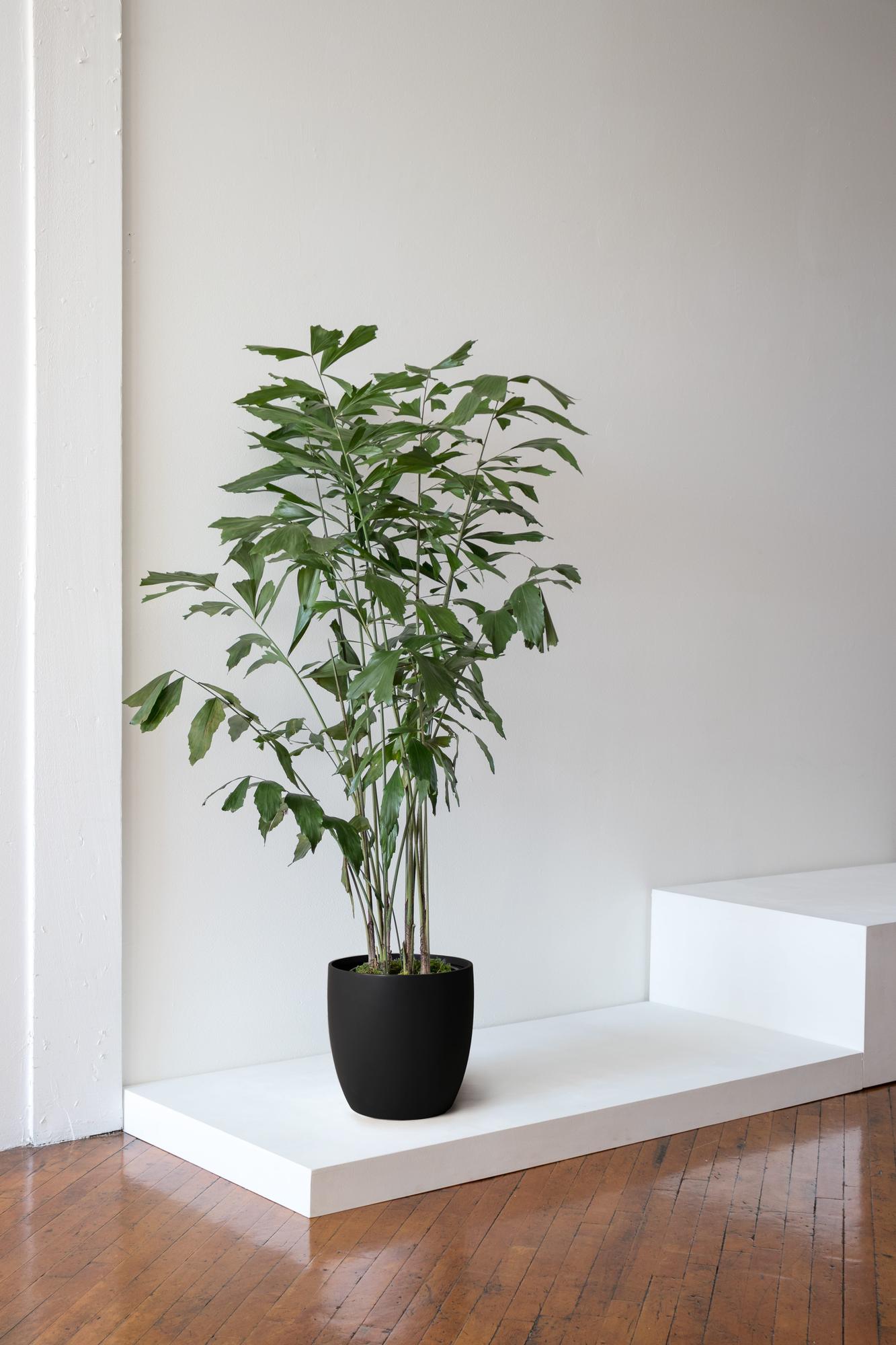 Fishtail Palm