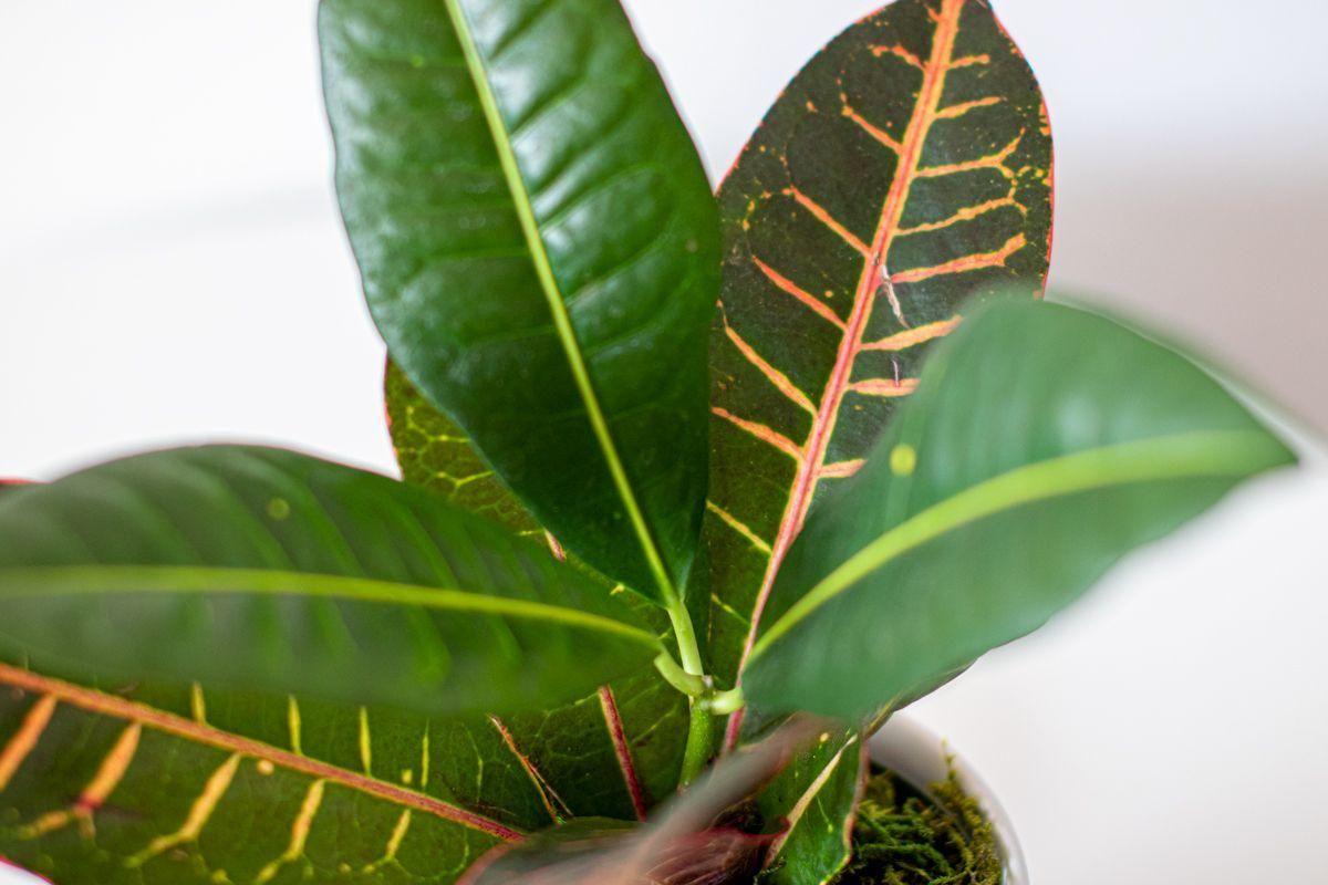 Croton Golden Petra