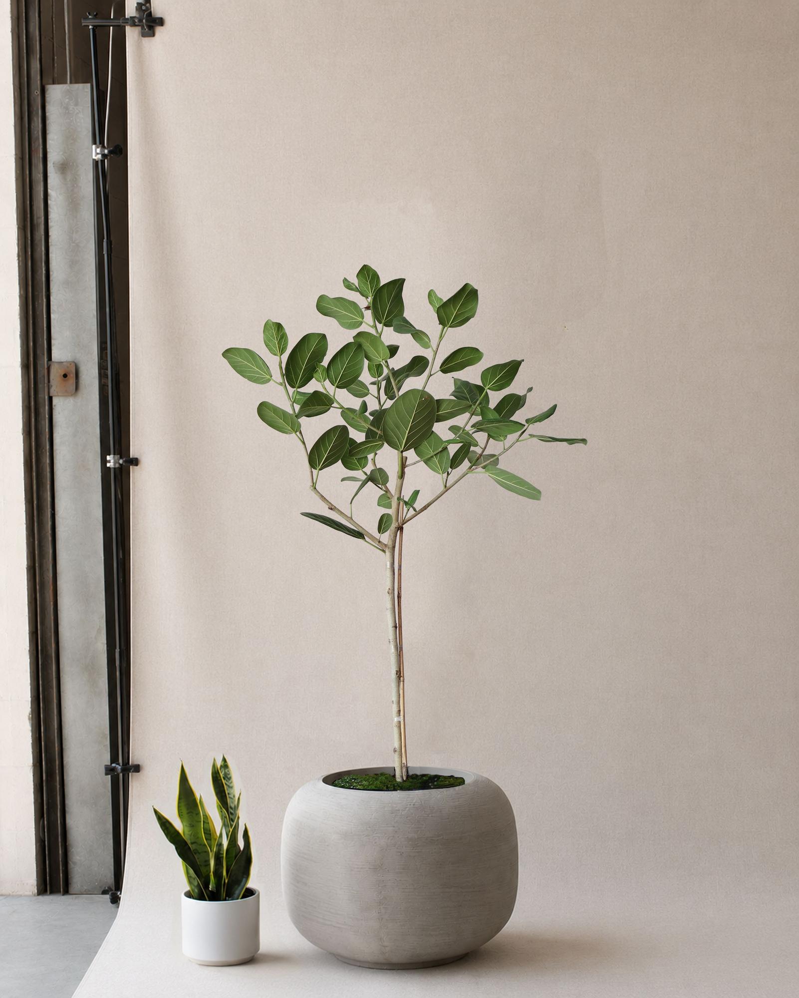Ficus Audrey