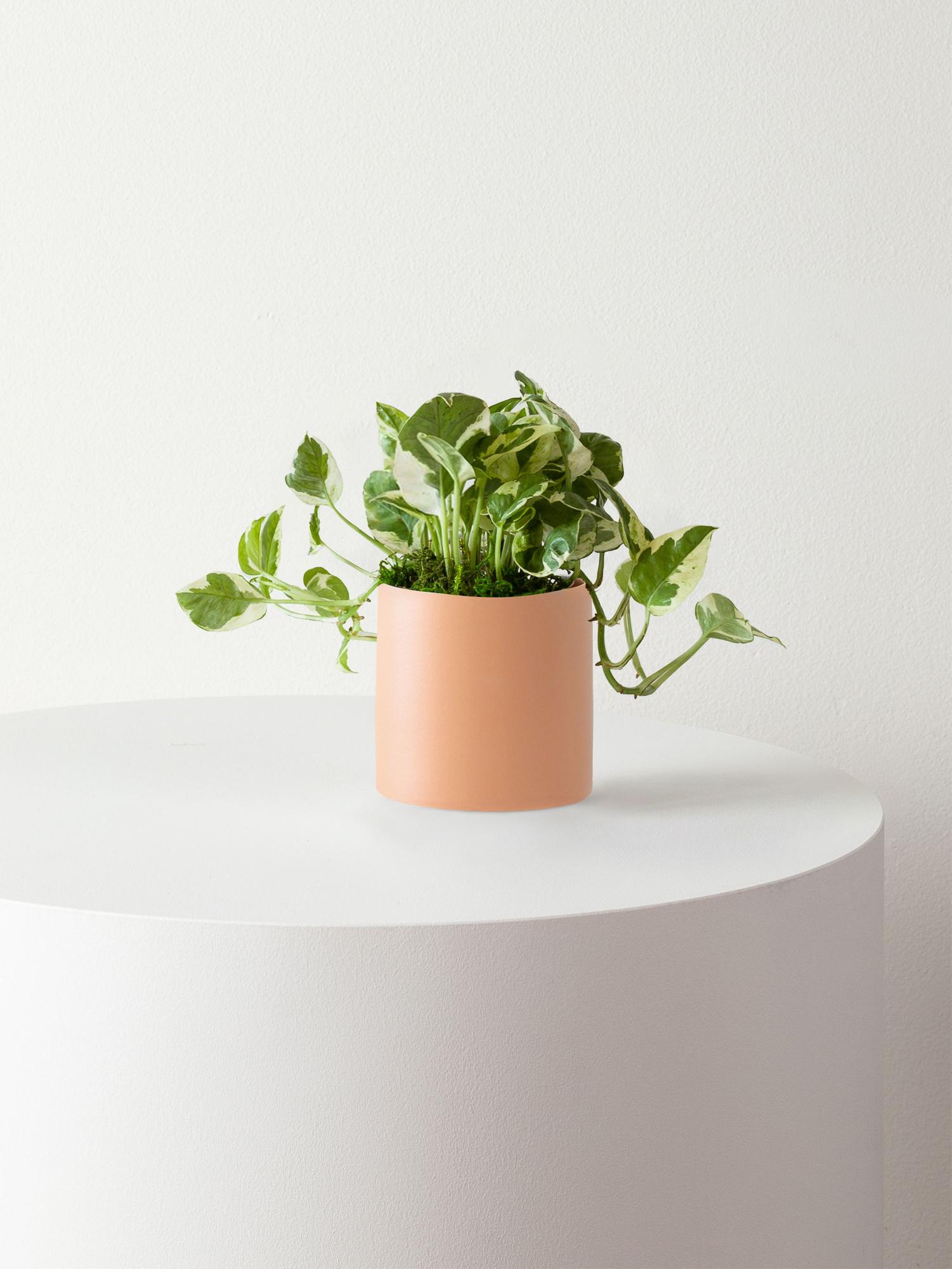 N'joy Pothos