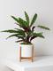 Calathea Paon de Rio