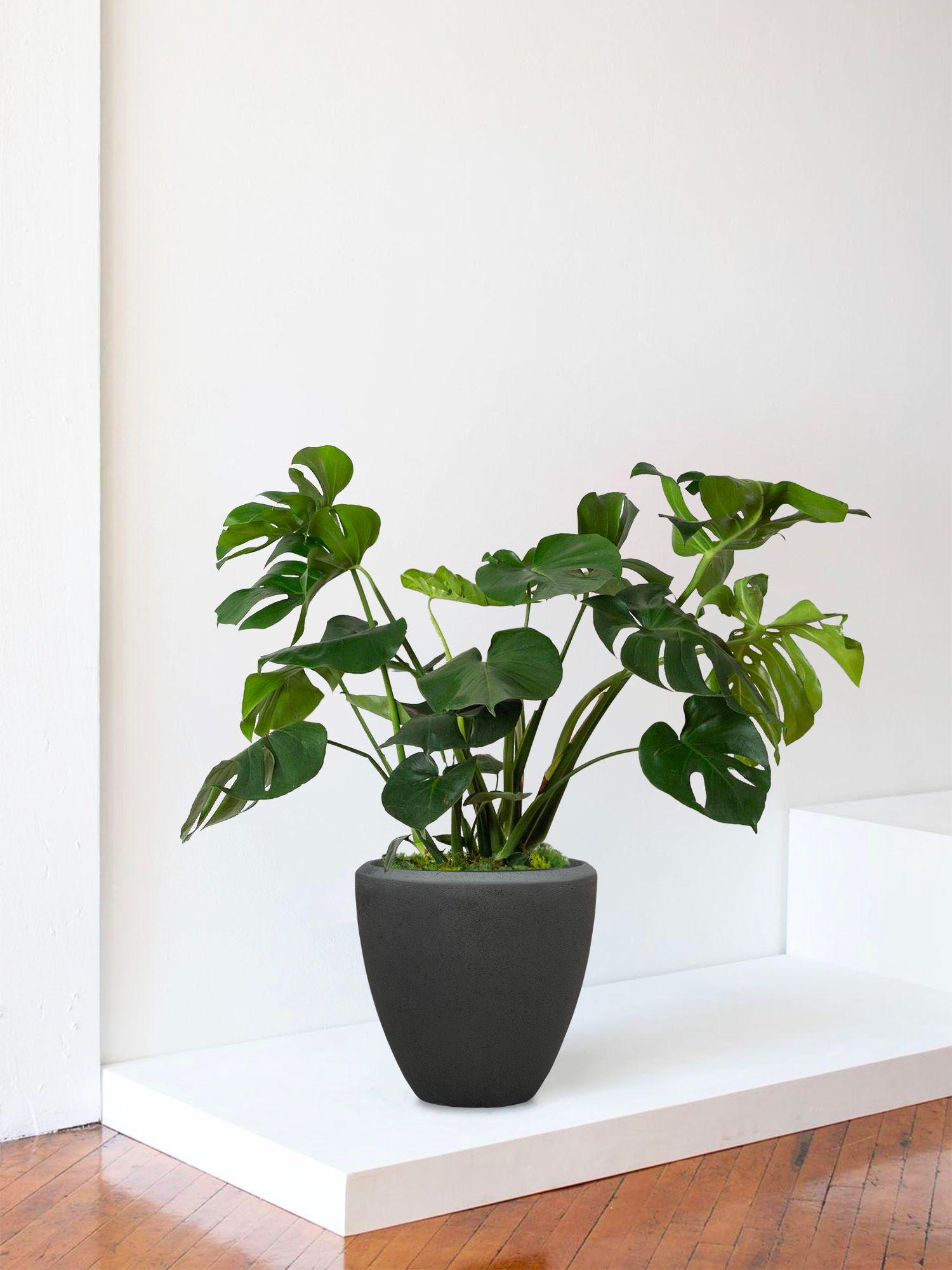 Monstera Deliciosa