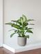 Dieffenbachia