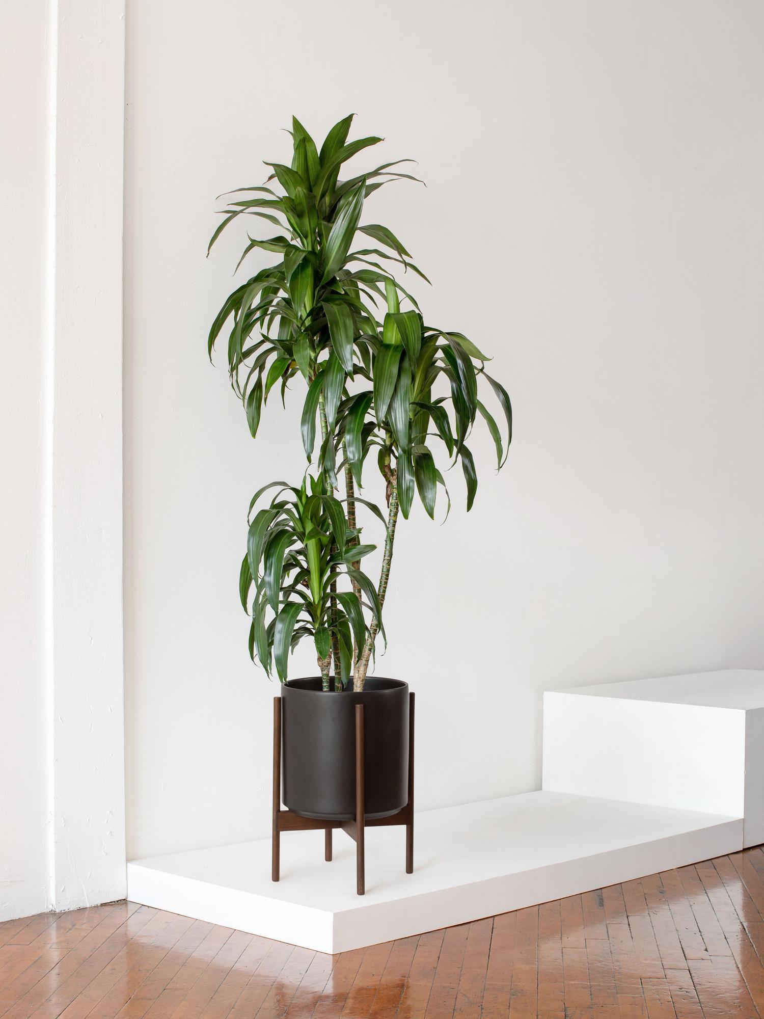 Mid-Century Cylinder - The Twelve