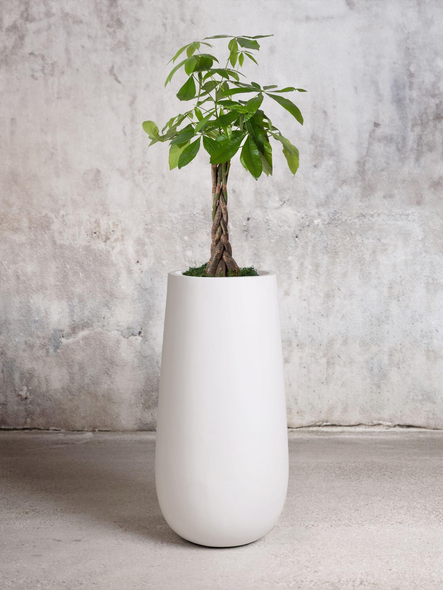 Braided Money Tree