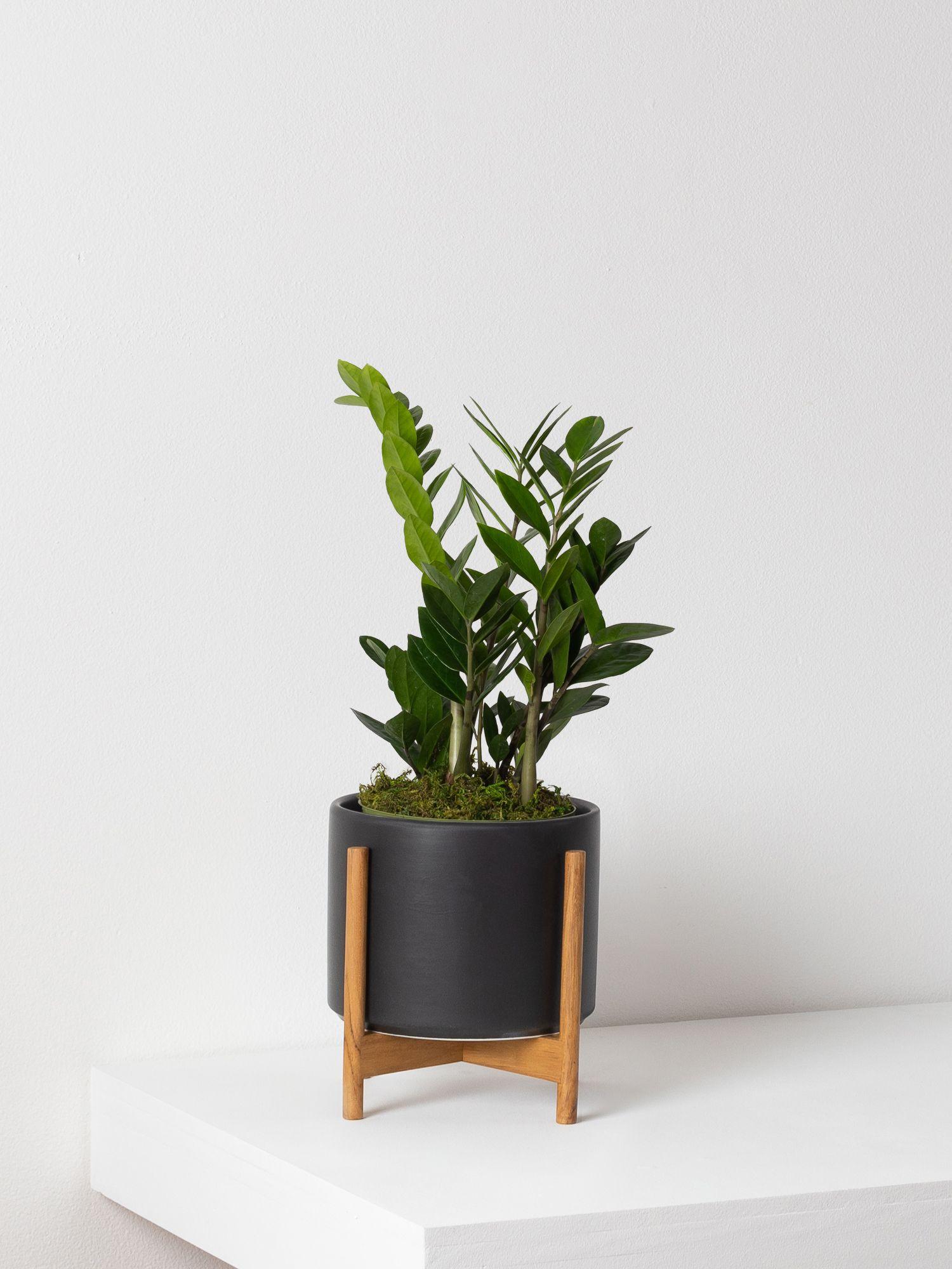 Zanzibar Gem - Black Mid-Century Ceramic & Light Wood Stand 