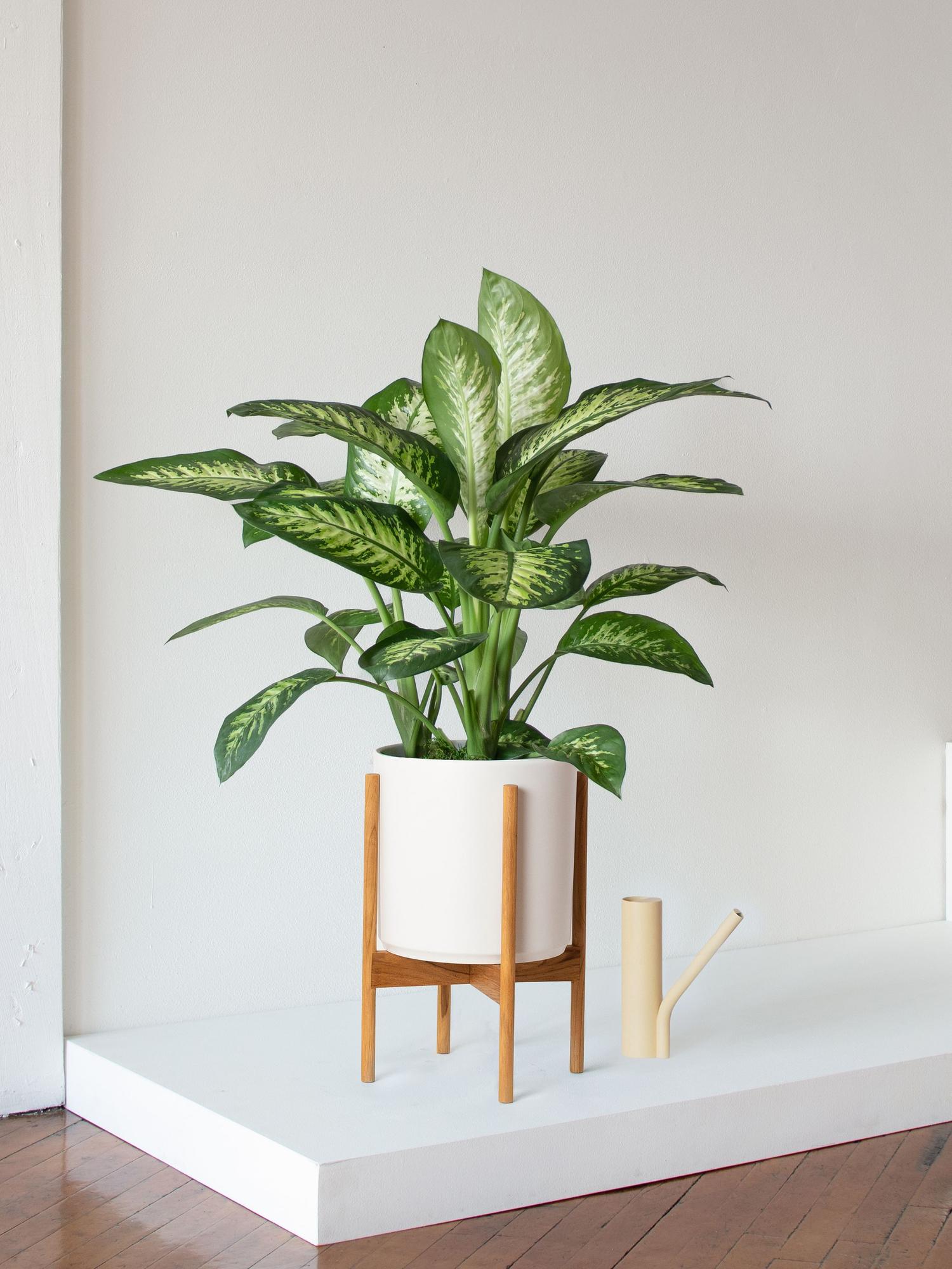 Dieffenbachia