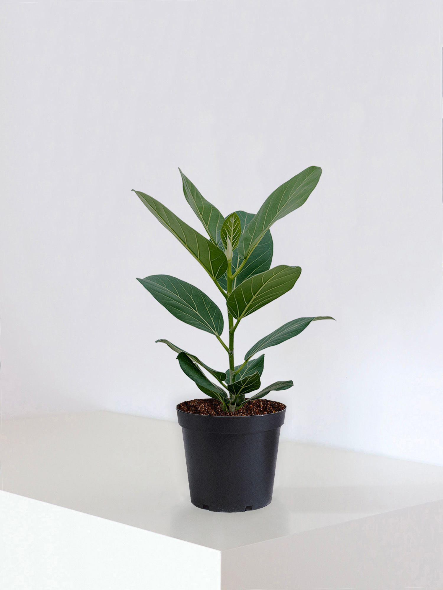 Bengal Fig Tree