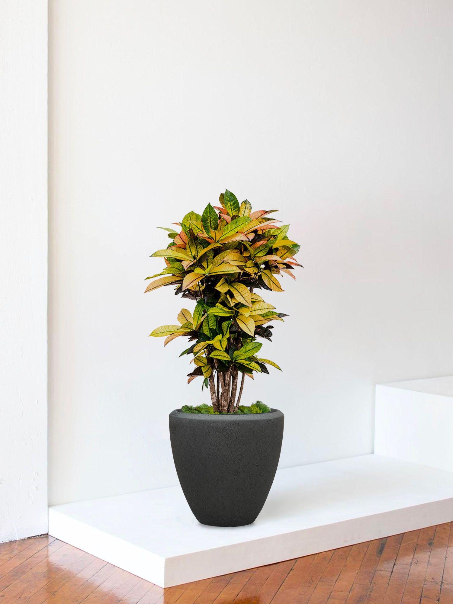 Croton Miss Iceton