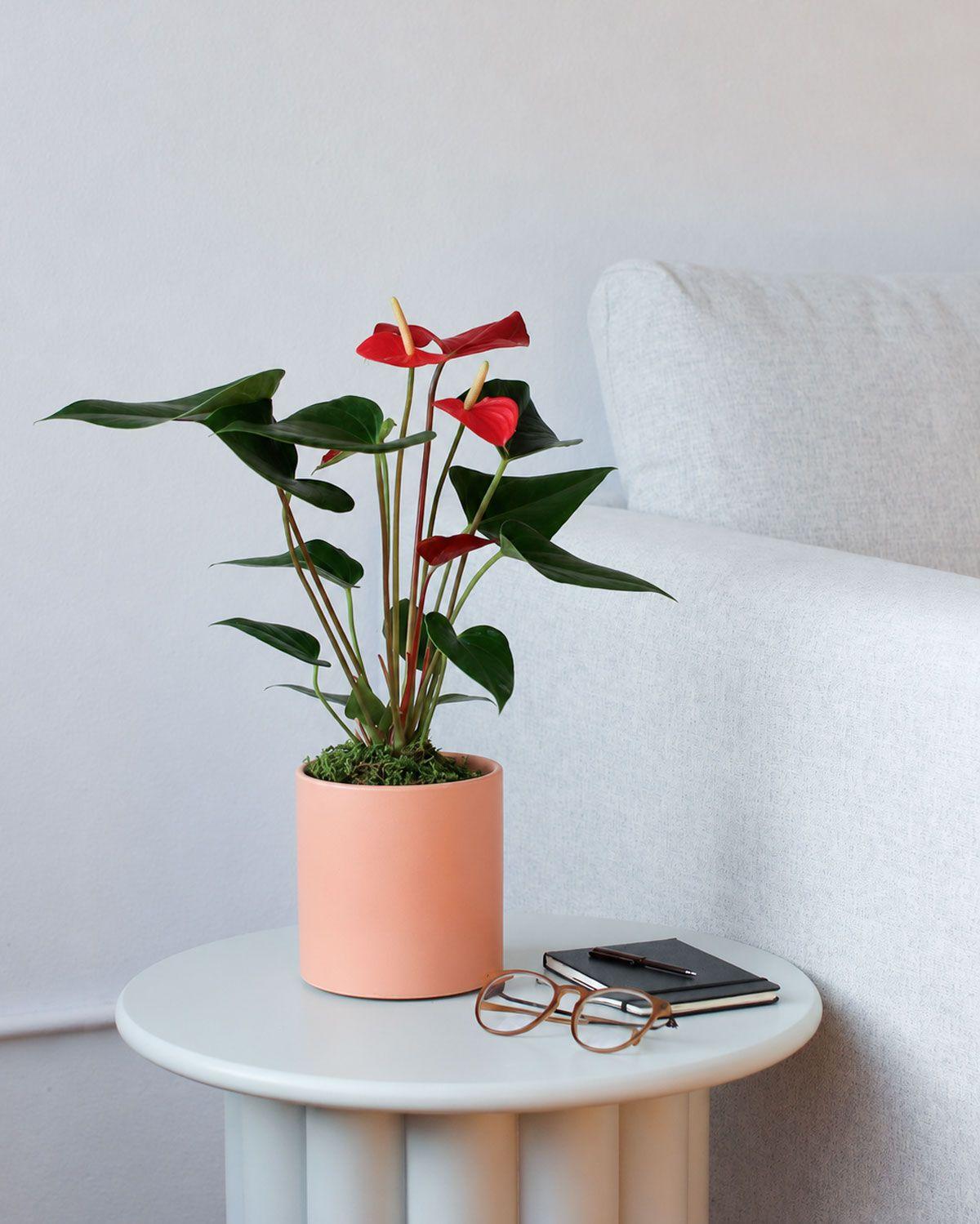 Anthurium - King of Hearts