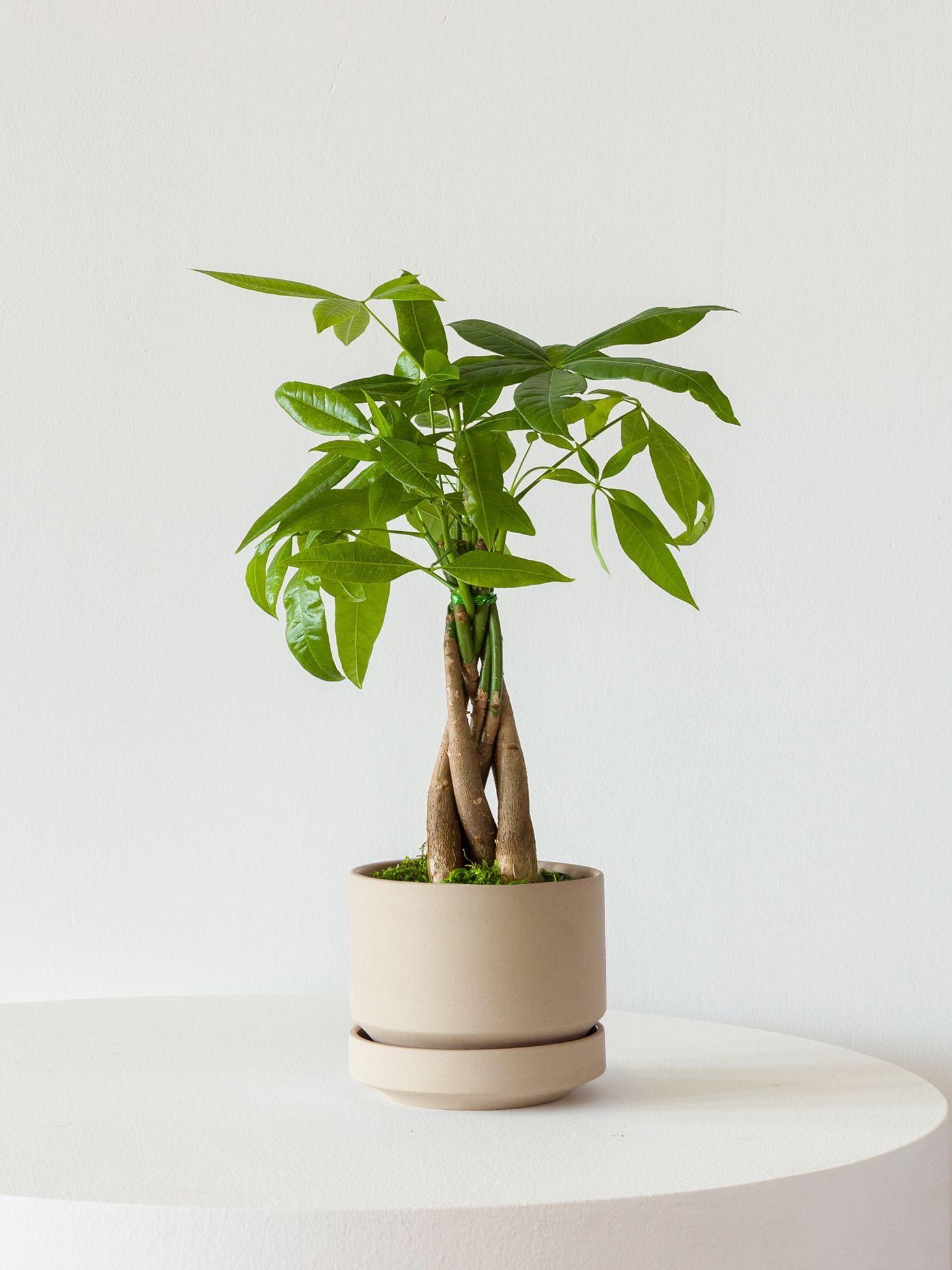 Braided Money Tree