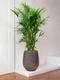 Kentia Palm