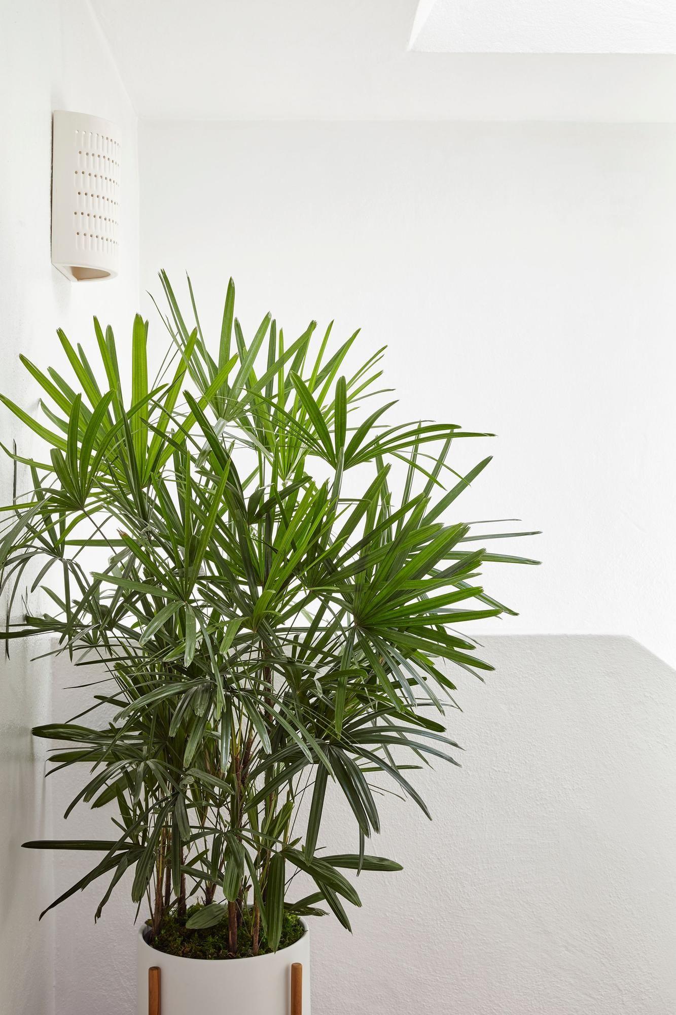 Lady Palm