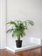 Kentia Palm