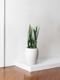 Black Coral Snake Plant