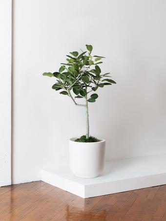 indoor plants picture