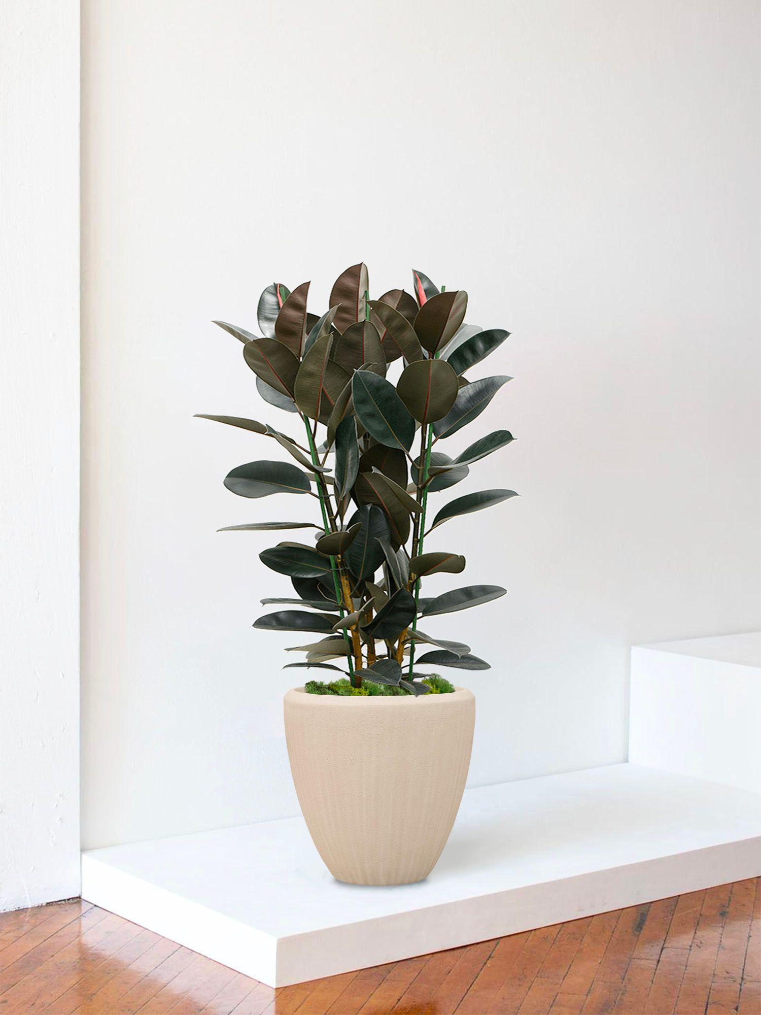 Ficus Elastica Abidjan - Le 30 - Maia calcaire 